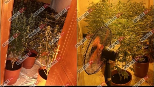 VIDEO/ Kthyen katin e katërt të banesës në serë kanabisi, arrestohen babë e bir në fshatin Shënavlash të Durrësit! Në pranga edhe 3 punonjës të OSHEE! Sekuestrohen 15 kg kanabis