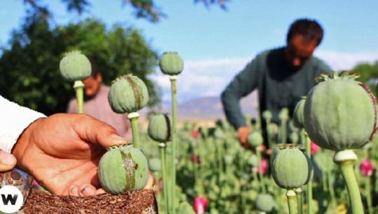 Afganistani prodhon 80% të opiumit në botë! Varësia nga droga më e theksuar në zonat rurale