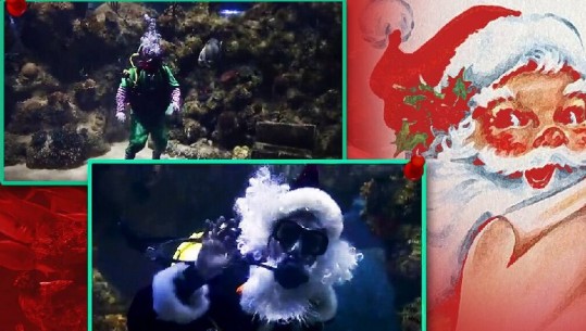 Të gjithë prisnin ta shihnin duke përgatitur dhurata, Babagjyshi kapet ‘mat’ në një akuarium në Maltë (VIDEO)
