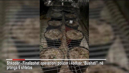 Kthyen magazinat në 'shtëpi bari', arrestohen 6 persona në Shkodër! Sekuestrohen 100 kg kanabis, 187 rrënjë të bimës narkotike e municion luftarak