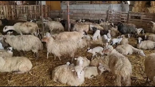 Denoncon fermeri në Levan të Fierit: Më kanë helmuar 15 krerë dele, hodhën lëndë kimike në fushat ku i kullosim
