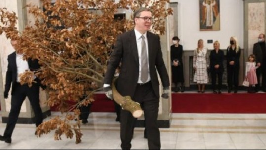 Presidenti serb Aleksander Vuçiç filmohet duke u futur në zyrë me një pemë në dorë (VIDEO)
