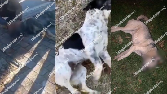 E rëndë në Korçë, qentë të helmuar në rrugët e qytetit tmerrojnë banorët! Dyshohet e qëllimshme (VIDEO+FOTO)