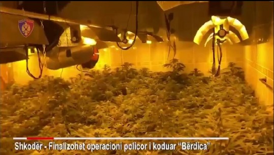 'Shtëpi bari' në Bërdicë të Shkodrës, 8 në pranga! Lirohen pak orë pas arrestimit 5 punonjësit e OSHEE, prokurori: Ndalimi i tyre i paligjshëm! Sekuestrohen 2 mijë rrënjë kanabis (EMRAT+VIDEO)