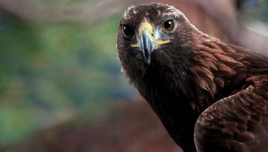 Televizioni gjerman dokumentar për gjallesat e egra në Shqipëri: Thesare natyrore të pazbuluara