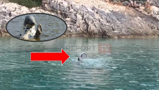 VIDEOLAJM/ Më pak se 700 në të gjithë botën, foka e rrallë në ujërat e Vlorës