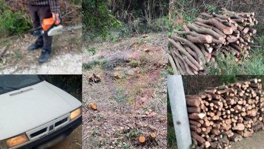 Prerja e pyjeve në zonën e mbrojtur te Kepi i Rodonit, nën hetim dy persona