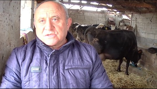 Çmimi i qumështit fut në krizë blegtorët e Lushnjës! Ankohen fermerët: E shesim me 40 lekë/ litër, grumbulluesit abuzojnë