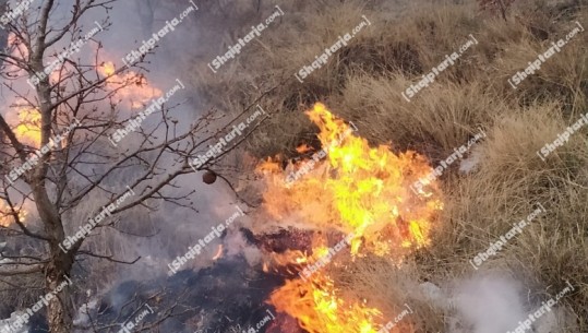 Zjarri 'kaplon' pyjet e Llogorasë, zjarrfikësit në 'luftë' me flakët prej disa orësh