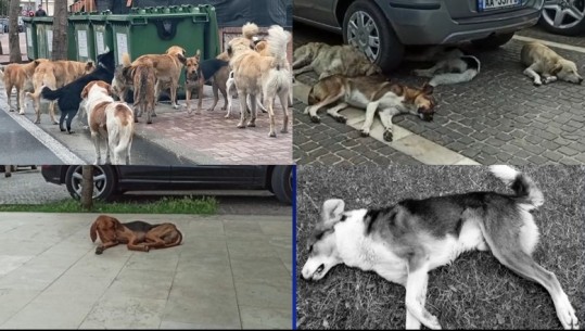 Masakra me helmimin e qenve në Lezhë, Bashkia asnjë strategji për trajtimin e tyre! Në buxhetin e 2022 një fond i posaçëm për rehabilitimin e qenve endacakë