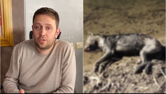 Vijon masakra me helmimin e qenve endacak në Lezhë, kafshët e ngordhura hidhen në Drin! Bashkia: Vepër kriminale, s'kemi gisht ne
