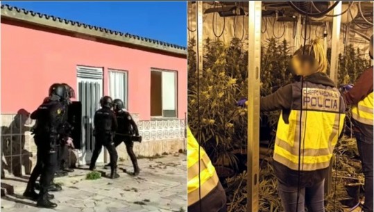 Mbushën me kanabis një provincë të tërë në Spanjë, shkatërrohet banda kriminale shqiptare! 6 ‘Shtëpi bari’ me mbi 2 mijë bimë  (VIDEO)