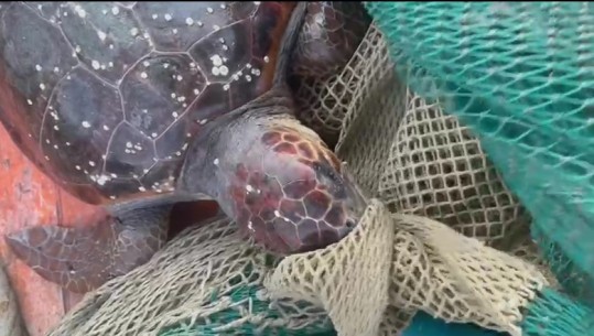 Kapet afër ishullit të Sazanit breshka e rrallë e llojit kareta kareta, peshkatarët e lëshojnë sërish në det (VIDEO)