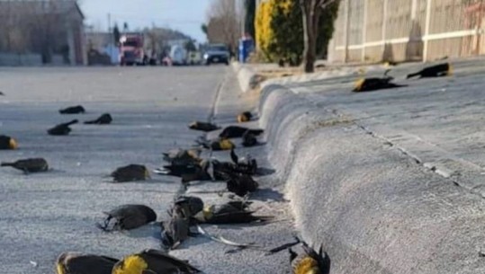 Misteri në Meksikë, qindra zogj gushëverdhë bien në tokën dhe ngordhin, ngjarja pa shpjegim (Video)