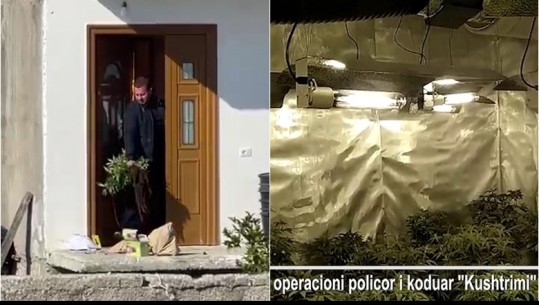 Vlorë/ Mbolli 330 bimë kanabisi në banesë, arrestohet 40-vjeçari! Vjedhja e energjisë 'çoi' policinë te zbulimi i 'shtëpisë së barit'(VIDEO)