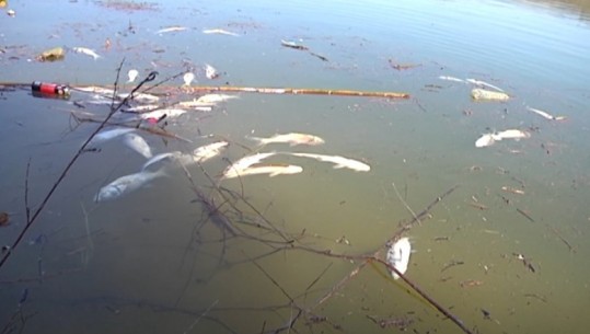 Ndotja nga fabrikat e vajit, ngordhin peshqit në rezervuarin në Lushnjë