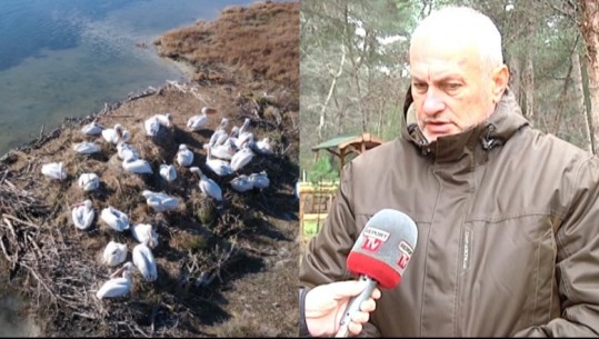 Ngordhin 600 pelikanë kaçurrel në Prespë të Vogël, Drejtori i Parkut Kombëtar për Report Tv: Gripi i shpendëve rrezikon përhapjen te Laguna e Karavastasë