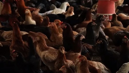 200 mijë pula të ngordhura në Durrës, Ministria e Bujqësisë: S'është grip shpendësh! S’ka sëmundje që rrezikojnë konsumatorin apo produktet nga shpendët