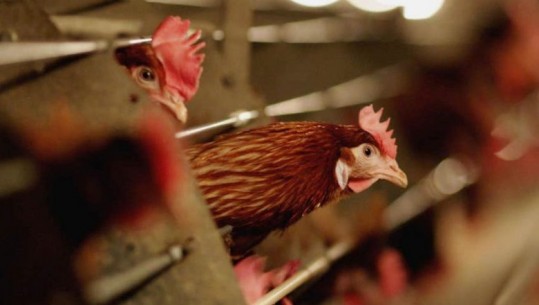 200 mijë pula të ngordhura, Ministria e Bujqësisë: 2 ferma janë vendosur në karantinë! Sëmundja e ‘Laringotrakeitit infektiv’ nuk transmetohet tek njerëzit