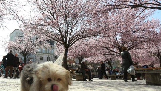  Lule dhe diell, qytetarët e Tiranës shijojnë ditën e parë të pranverës  (FOTO)