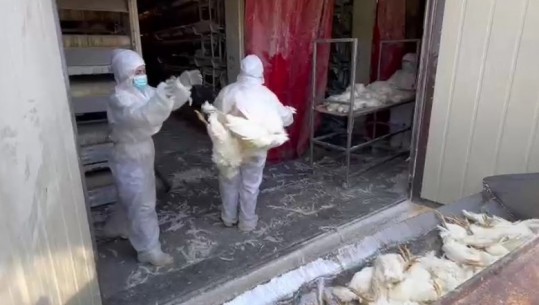 Gripi i shpendëve në Durrës, Kosova ndalon importin e shpezëve të gjalla nga zona e infektimit
