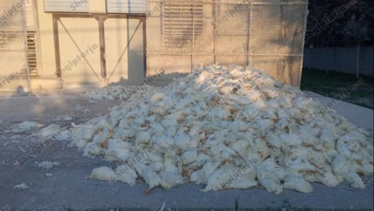 Groposja e pulave të ngordhura, institucionet vijojnë 'ping-pong', s'ka transparencë për procesin