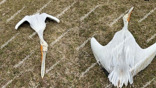 4 ditë më parë u gjenden 4 pelikanë të ngordhur, konfirmohet gripi i shpendëve në ujërat e Liqenit të Prespës! Drejtori i Veterinarisë: S'kemi asnjë vatër të re të sëmundjes