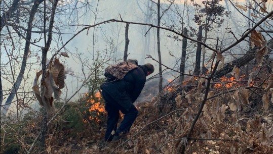 I vihet qëllimisht zjarri pyllit, prej dy ditësh flakët djegin sipërfaqe të tëra me dëllinjë në Malzi të Kukësit 