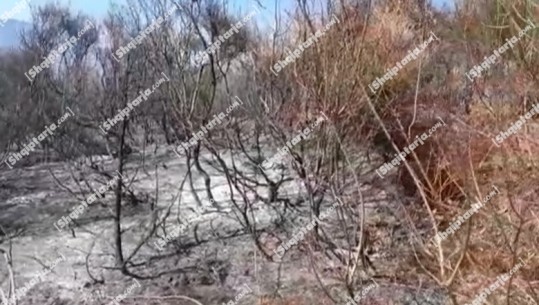 Zjarr në pyllin e Levanit në Berat, digjen 7 ha dëllinja e dru lisi, dyshohet se është vënë qëllimisht nga barinjtë (VIDEO)