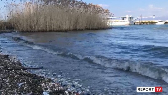 Ndotja/ Liqeni i Pogradecit ‘mbulohet’ me kallamishte, specialisti i mjedisit: Prania e tyre tregon ‘plakjen’  e tij