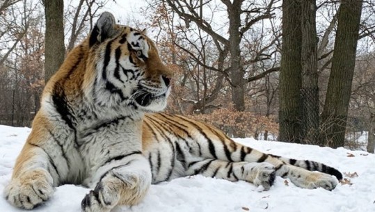  Ngordh 'Putin', tigri i veçantë në parkun zoologjik në SHBA