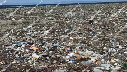 Qese, mbetje e kafshë të ngordhura, bregdeti i Godullës kthehet si ‘landfill mbetjesh’! Eksperti: Problem prishja e rregullave sociale të jetesës me mjedisin