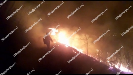 Zjarr në kodrën e Mimiasit në Berat, në flakë pylli me pisha! Terreni i vështirë, zjarrfikësit në zonë me mjete rrethanore! Drejtori Hoxhallari: Të qëllimshëm (VIDEO)