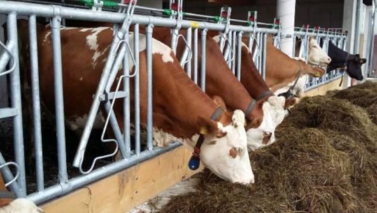 Mali i Zi, shtrenjtimi i foragjereve detyron prodhuesit e qumështit të pezullojnë furnizimin