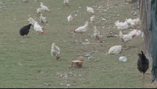 Ngordhin 160 pula në fshatin Babicë të Vlorë, banorët e zonës i groposin vetë duke rrezikuar përhapjen e infeksionit
