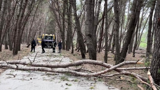 Moti i keq në Vlorë, rrëzohen disa pemë në pyllin e Sodës! Ende pa drita baza ushtarake e Pashalimanit, Orikumi dhe Radhima