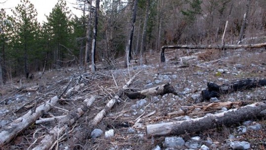  Shkelën ligjin 'me 2 këmbë', pezullohen 9 zyrtarë të pyjores në Korçë, Tiranë dhe Kolonjë, lejuan prerjen e paligjshme të pyjeve