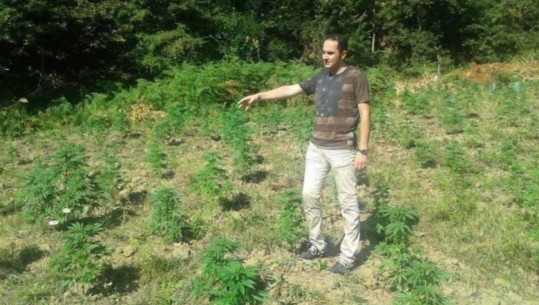 Salianji publikon foto mes gjetheve të hashashit: Rama do të kanabizojë vendin dhe t’ia faturojë padrejtësinë shqiptarëve 