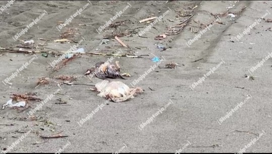 VIDEO/ Gjenden pula të ngordhura në bregdetin e Ranës së Hedhun në Shëngjin! Shpendët e dekompozuar, institucionet i heqin pas denoncimit në media dhe dezinfektojnë zonën