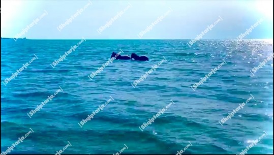 VIDEOLAJM/ 'Hapet' sezoni turistik në Shëngjin, kapen dy kuaj duke 'shijuar' detin 