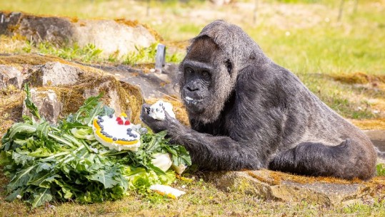 Kopshti Zoologjik i bën surprizë me një tortë, gorilla më e vjetër në botë feston ditëlindjen e 65-të në Berlin  