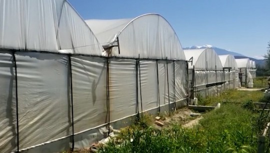 Kultivim pa plehra kimikë, më pak perime në Kuçovë, fermerët: Qeveria të ulë çmimet ose largohemi nga vendi
