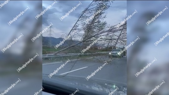 Moti i keq me erë të fortë në Lezhë, rrëzohet një pemë në rrugën Lezhë-Laç, probleme me qarkullimin e mjeteve! Dëmtohen linjat elektrike, pa drita disa fshatra