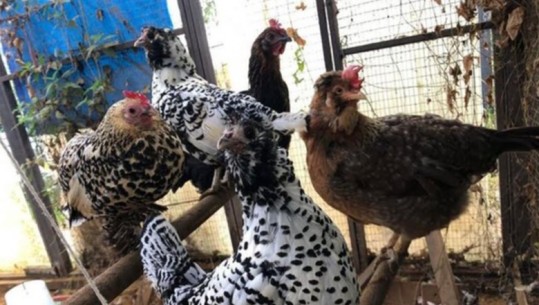 Vodhën pulat dhe elektro-shtëpiaket e fqinjëve në Cërrik, dy në pranga një në hetim