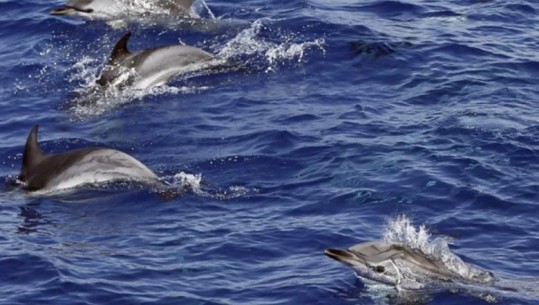 ‘Ushtria’ me delfinë rrethon bazën detare ruse, të trajnuar për t’i mbrojtur nga sulmet nënujore! Metoda ‘gjeniale’ që ‘lindi’ me Luftën e Ftohtë 