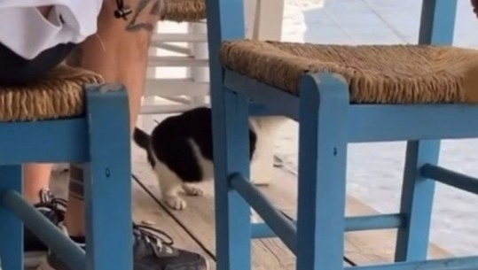 Arrestohet 30-vjeçari shqiptar në Greqi, goditi me shkelm macen në restorant! Ishte dënuar më parë për trafik droge (VIDEO)