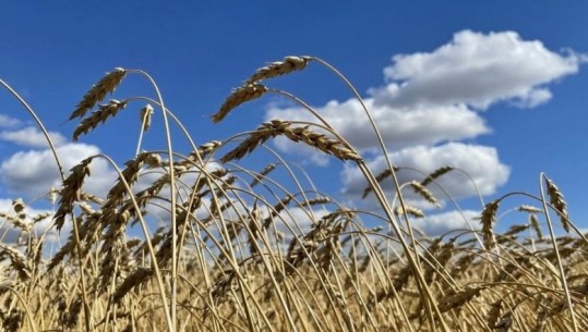 Rusët morën 400 mijë tonë drithra nga Ukraina, lënë ‘pa bukë’ vendet e bombarduara 