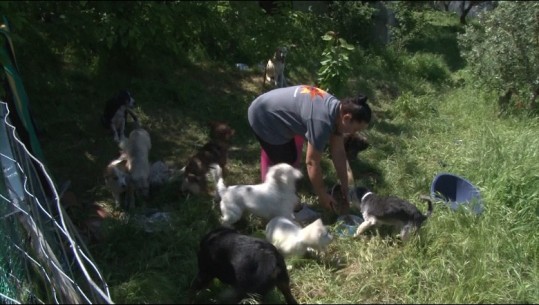 Zamira Kuçi, vajza që i kushton jetën rritjes së kafshëve të braktisura! Në oborrin e banesës së saj bashkëjetojnë 27 qen dhe 11 mace