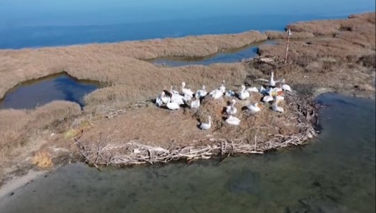 Gripi i shpendëve pakëson koloninë e pelikanit kaçurrel në Karavasta, specialisti: Nga pamjet me dron kemi vënë re numër të reduktuar