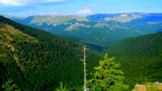 Turizmi pyjor do të shpëtojë pyjet dhe natyrën shqiptare